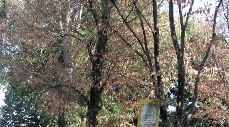Ossona, le piante del parco di piazza Aldo Moro fanno da sole