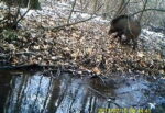 Busto Garolfo: attenti al cinghiale nel parco del Roccolo