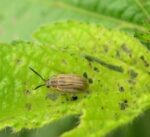 Lotta  biologica all’ambrosia con l’Orphaella Communa