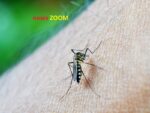 Allerta Dengue. Disinfestazione urgente a Bollate e a Novate Milanese