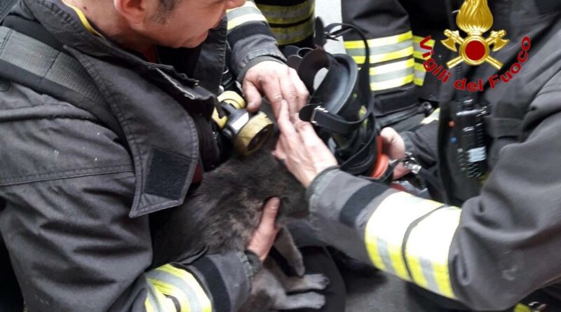 vigili del fuoco e il gatto. I Vigili del fuoco e il gatto. Il salvataggio di Lampo (Video) - 03/01/2020