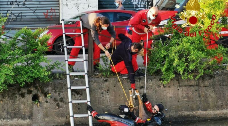 capriolo salvato dai vigili del fuoco