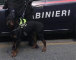 Lo sprangano, lo derubano e gli rapiscono il Rottweiler