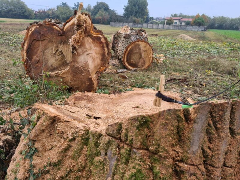 quesrcia abbattuta a ossona