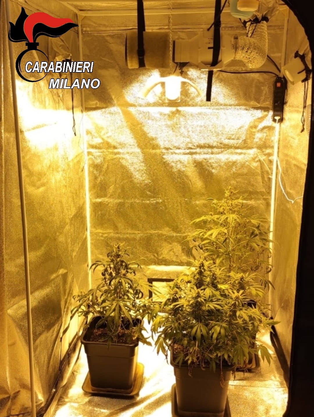 marijuana. Coltivava marijuana in casa. Arrestato e appartamento sequestrato - 10/12/2020