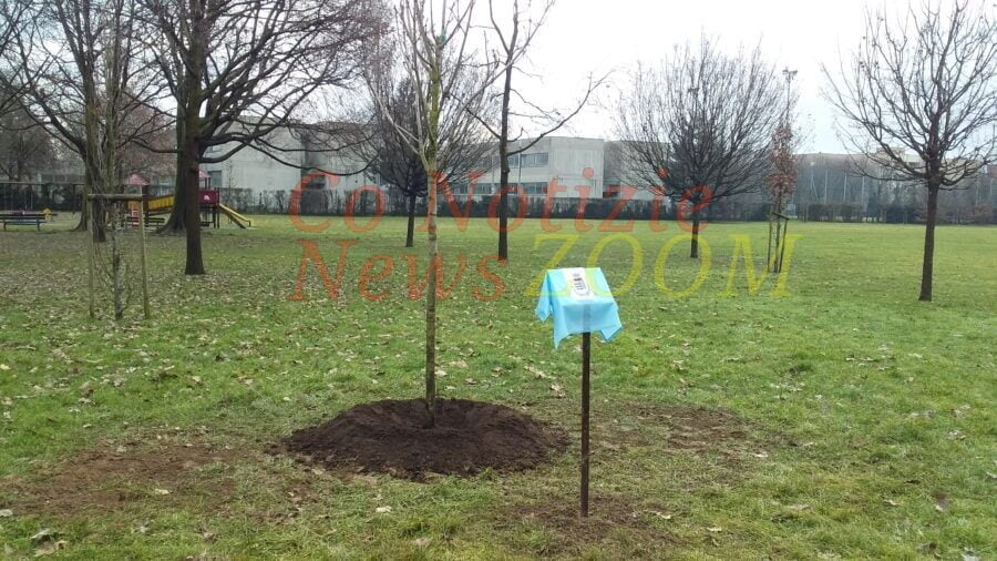 Un albero al parco a ricordo delle vittime Covid.  Corbetta