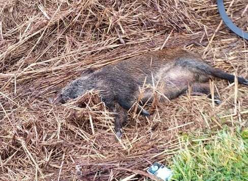 cinghiale. Cinghiale morto nel fossato. Cercano cibo e sono investiti dalle auto - 05/02/2021