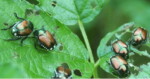 Bando per le reti anti Popillia japonica. Piemonte in difesa dei Vivai