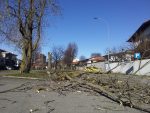 Crolla la pianta sul posteggio. Corbetta