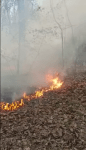 Incendio nel bosco tra Vanzaghello e Magnago