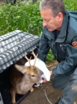 Magenta. Il capriolo è libero. Un video meraviglioso