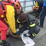 Un capriolo salvato dai Vigili del Fuoco