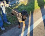 Chi conosce questo rottweiler? Si è perso e cercava il suo padrone