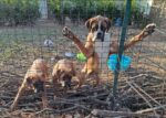 3 boxer in attesa d’amore vero