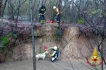 Cane salvato dalle acque  del Guisa a Cesate: il Labrador-Golden recuperato dai Vigili del fuoco”