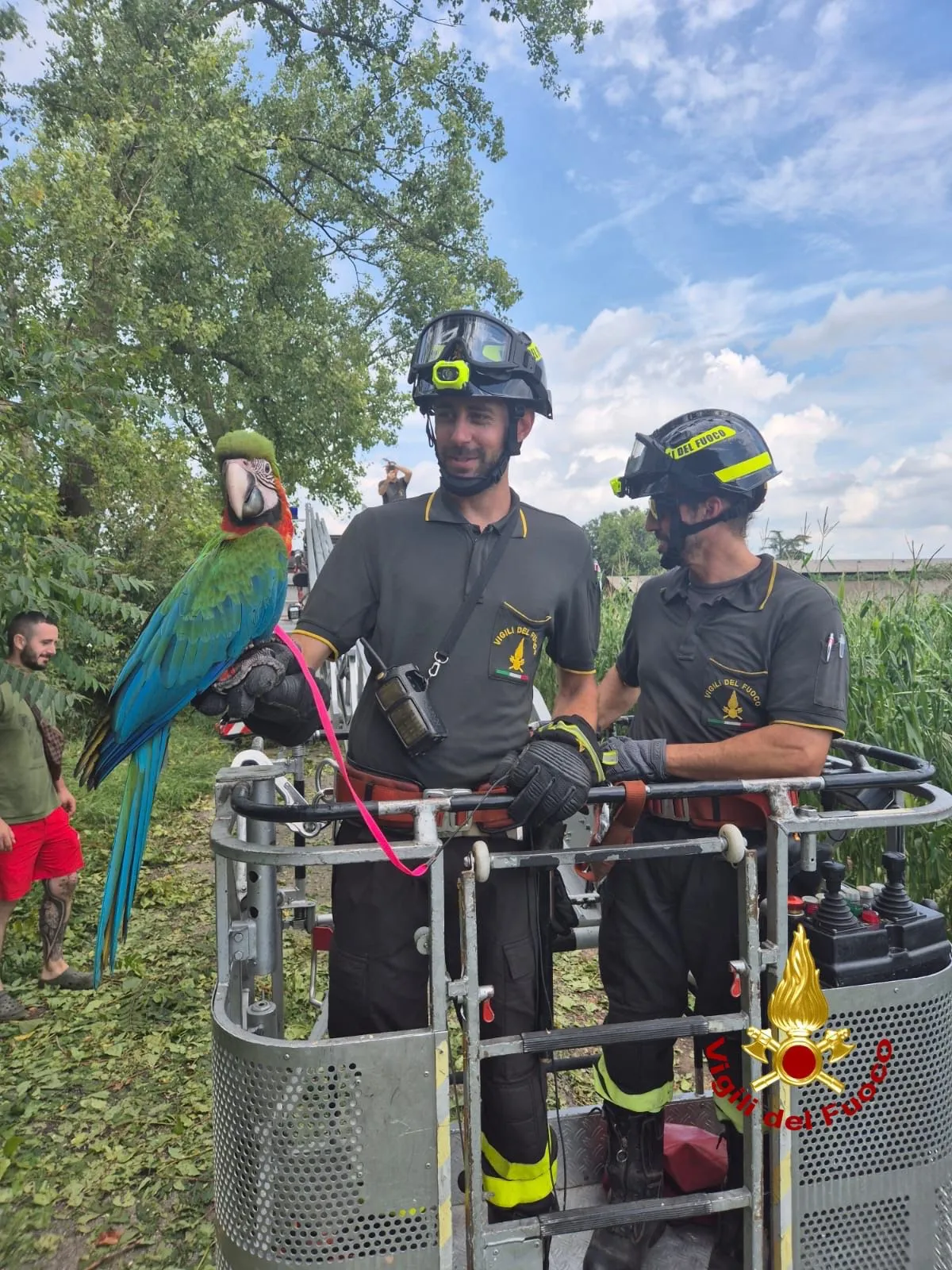 pappagallo. Polly il pappagallo è salvo grazie ai Vigili del fuoco - 13/07/2024