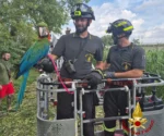 Polly il pappagallo è salvo grazie ai Vigili del fuoco