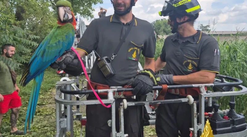 . Polly il pappagallo è salvo grazie ai Vigili del fuoco - 13/07/2024