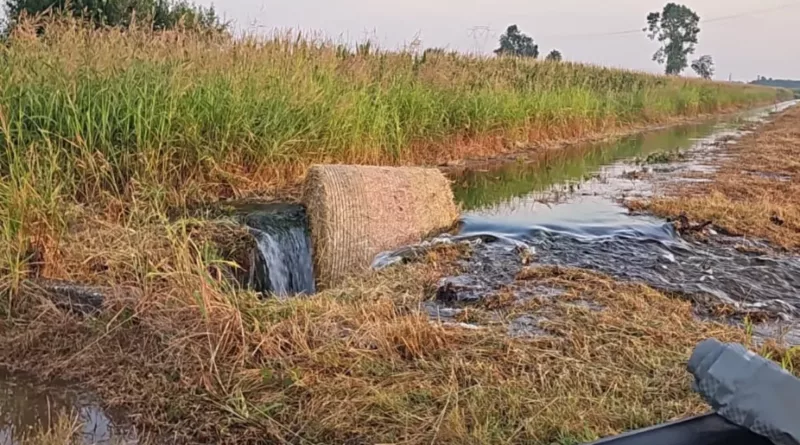 canale Villoresi,vandalismo. Vandalismo al Derivatore del canale Villoresi di Cuggiono. Gravi danni ai campi di mais rimasti senz'acqua per colpa degli incivili - 02/08/2024