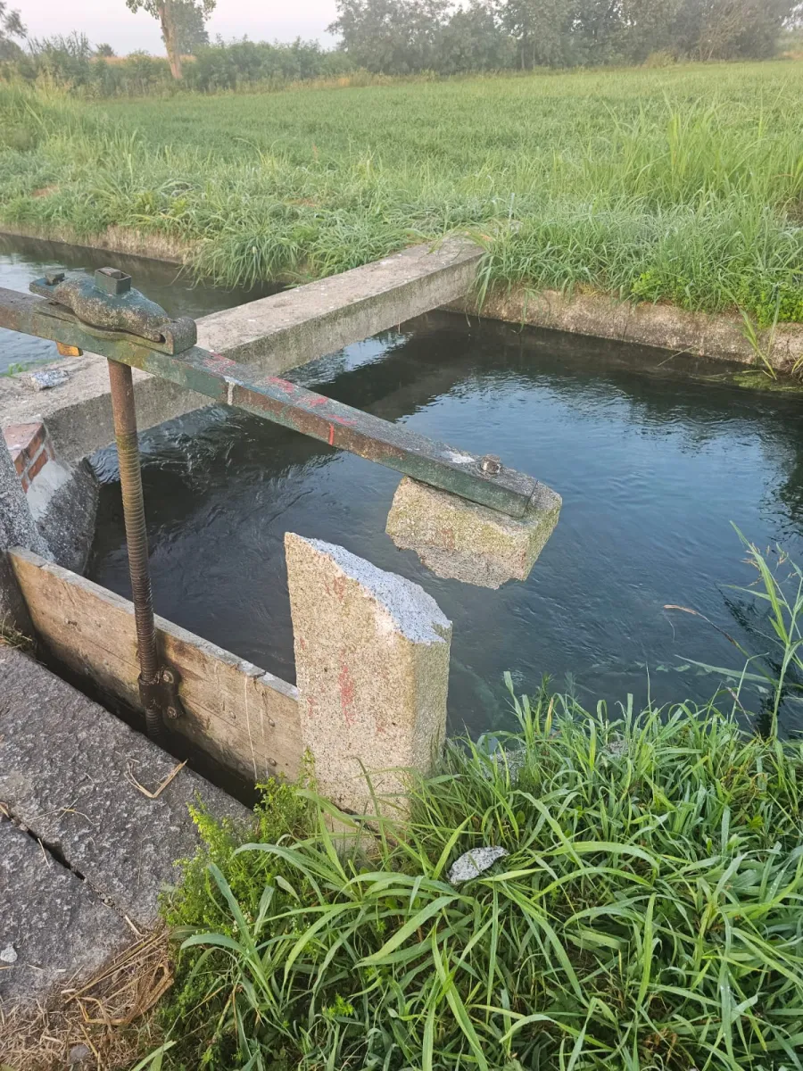 canale Villoresi,vandalismo. Vandalismo al Derivatore del canale Villoresi di Cuggiono. Gravi danni ai campi di mais rimasti senz'acqua per colpa degli incivili - 02/08/2024