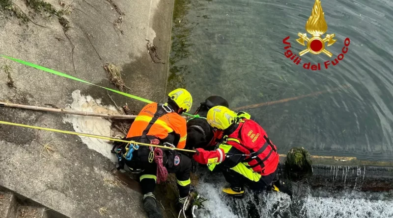 vigili del fuoco. I vigili del fuoco salvano un cane caduto nel canale - 05/08/2024