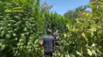 1 milione di euro in cannabis nel parco del Ticino