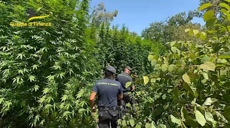 cannabis,guardia di finanza. 1 milione di euro in cannabis nel parco del Ticino - 10/09/2024