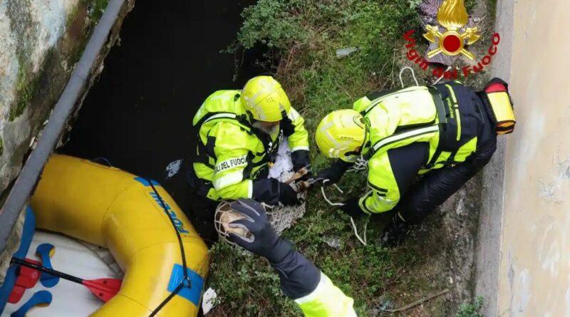 . I vigili del fuoco salvano un capriolo incastrato nel Naviglio - 23/10/2024