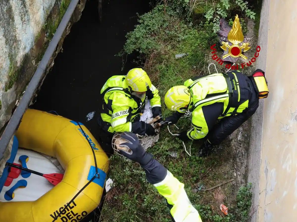 I vigili del fuoco salvano un capriolo incastrato nel Naviglio