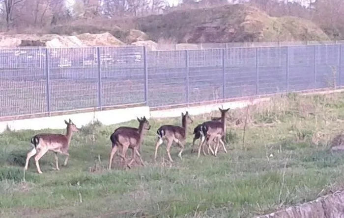 Le foto dei daini che passeggiano fra Ossona e Casorezzo